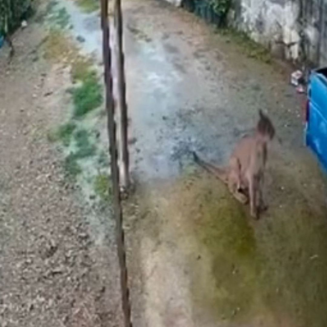 Captan a un Puma en una Comunidad de la Sierra Gorda de Querétaro